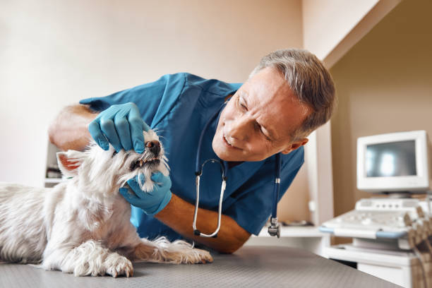Best Broken Tooth Emergency  in Montegut, LA
